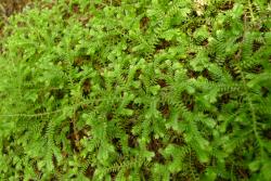 Selaginella kraussiana. Plants forming a loose, prostrate mat.
 Image: L.R. Perrie © Leon Perrie  CC BY-NC 3.0 NZ